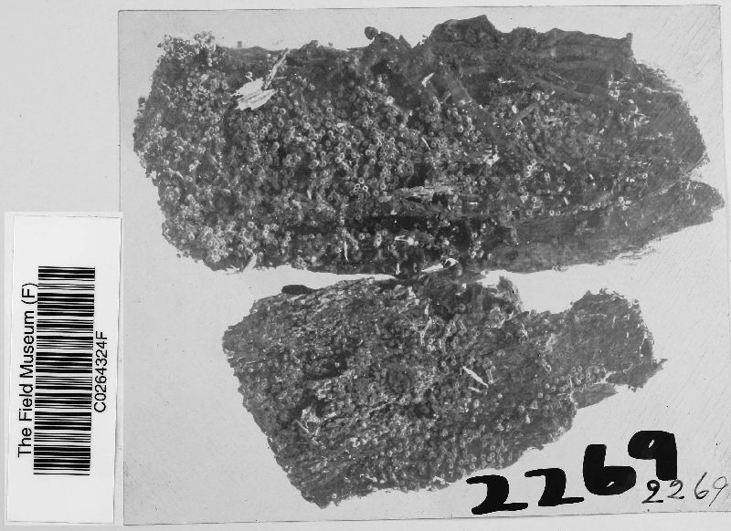 Nectria peziza image